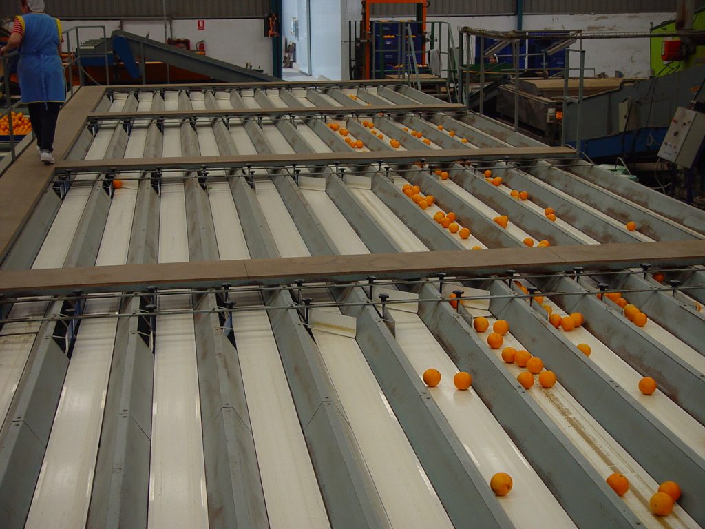 Fruit Conveyor